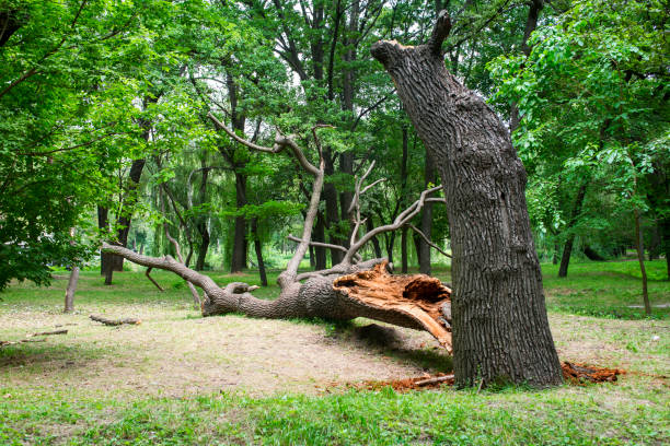 Best Storm Damage Tree Cleanup  in Stony Prairie, OH