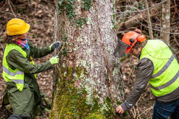 Professional Tree Services in Stony Prairie, OH