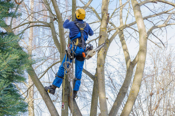 Best Commercial Tree Services  in Stony Prairie, OH