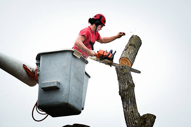 How Our Tree Care Process Works  in  Stony Prairie, OH